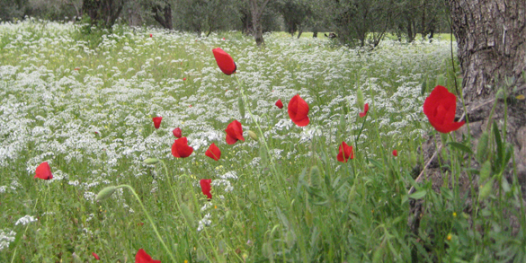 Flora und Fauna von Euboea