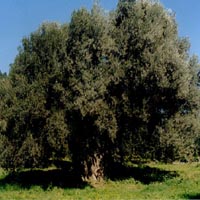 Ancient olive trees