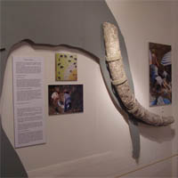 Museum fur fossile Saugetiere