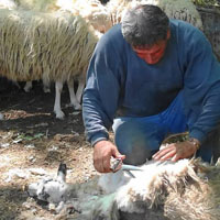 Traditionelles Scheren der Schafe