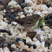 Birds observed in Rovies (olive grove)