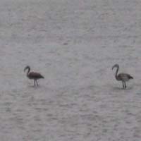 Birds seen at Salt Marsh at Kanatadika