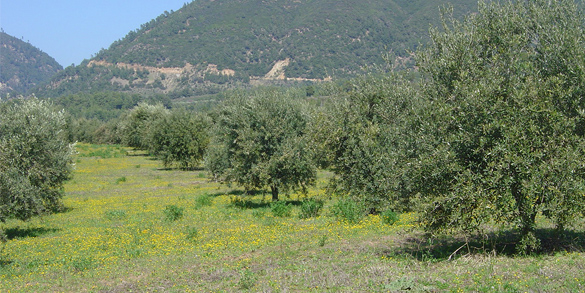 Biologische Landwirtschaft