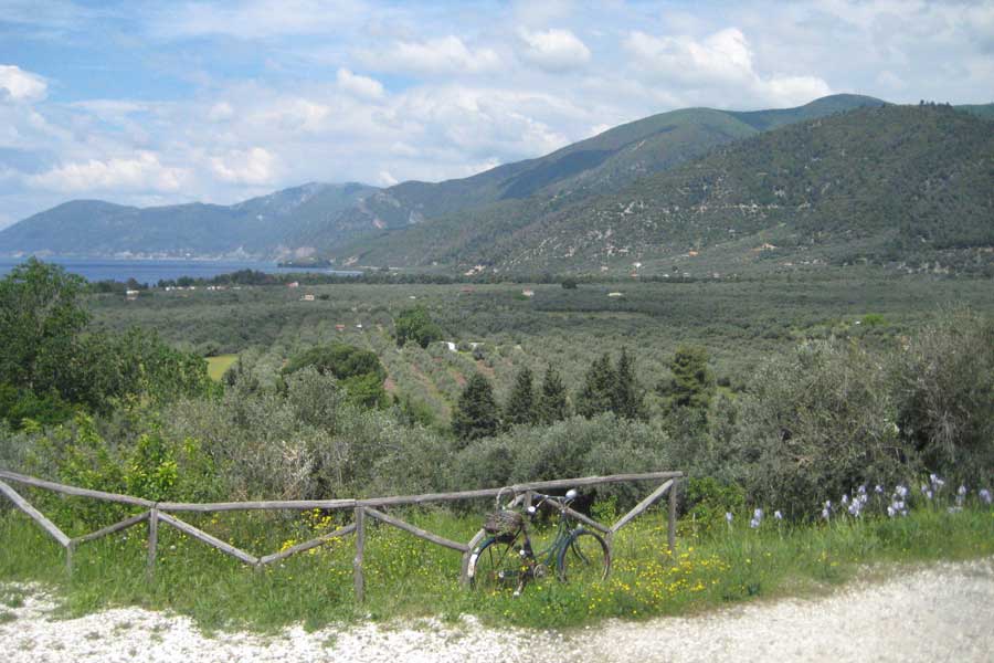 view to the olive grove