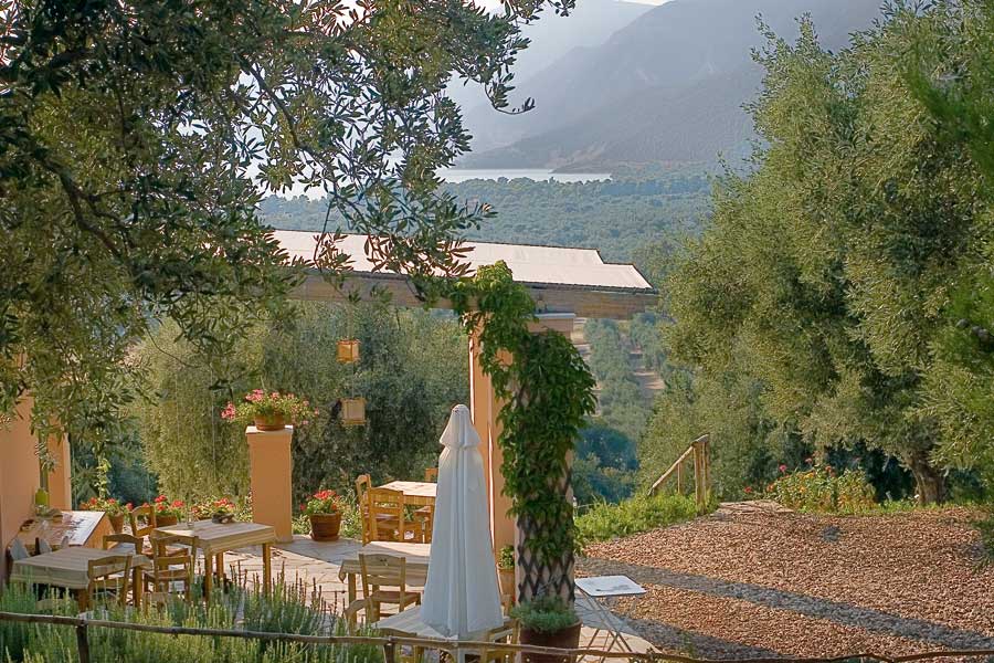 a drink under the olive trees