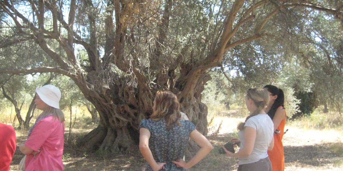 αρχαία ελιά