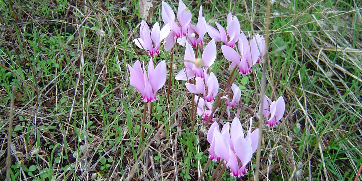 wild flower hunting