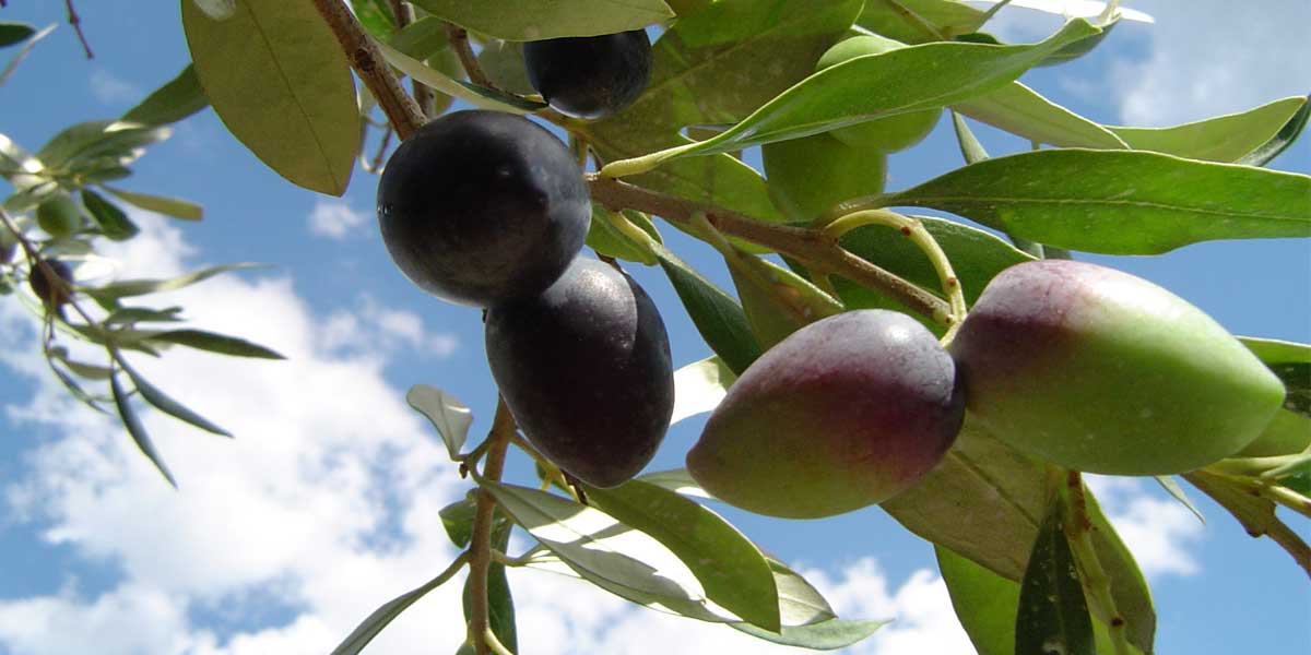 Kalamata olives